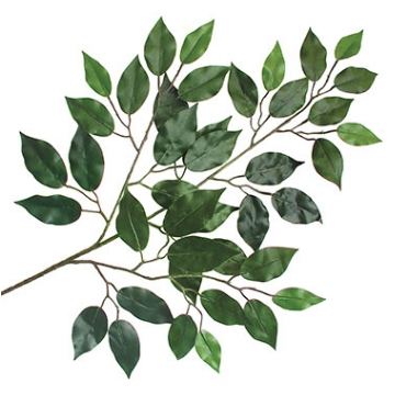 Ficus Foliage