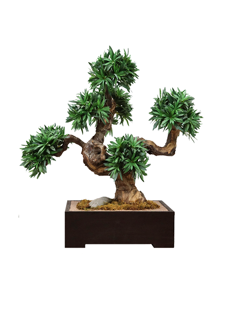 Mini Podocarpus Bonsai