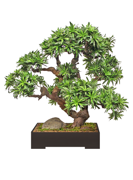 Deluxe Podocarpus Bonsai